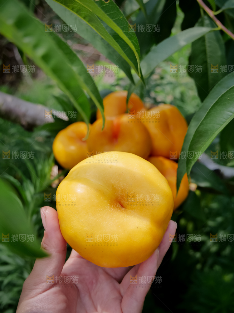 黄油蟠桃