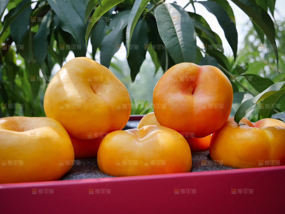黄油蟠桃