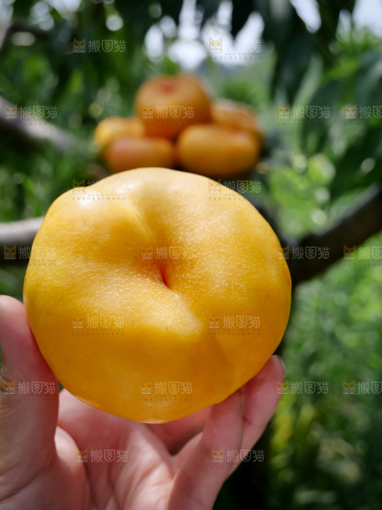 黄油蟠桃