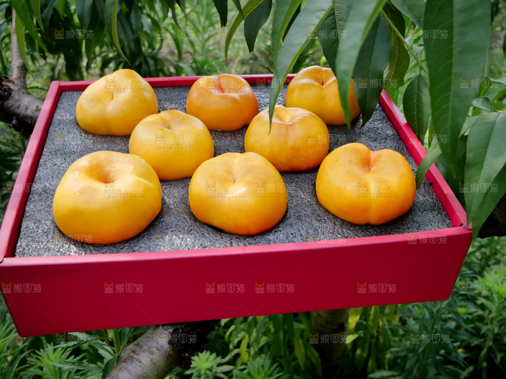 黄油蟠桃