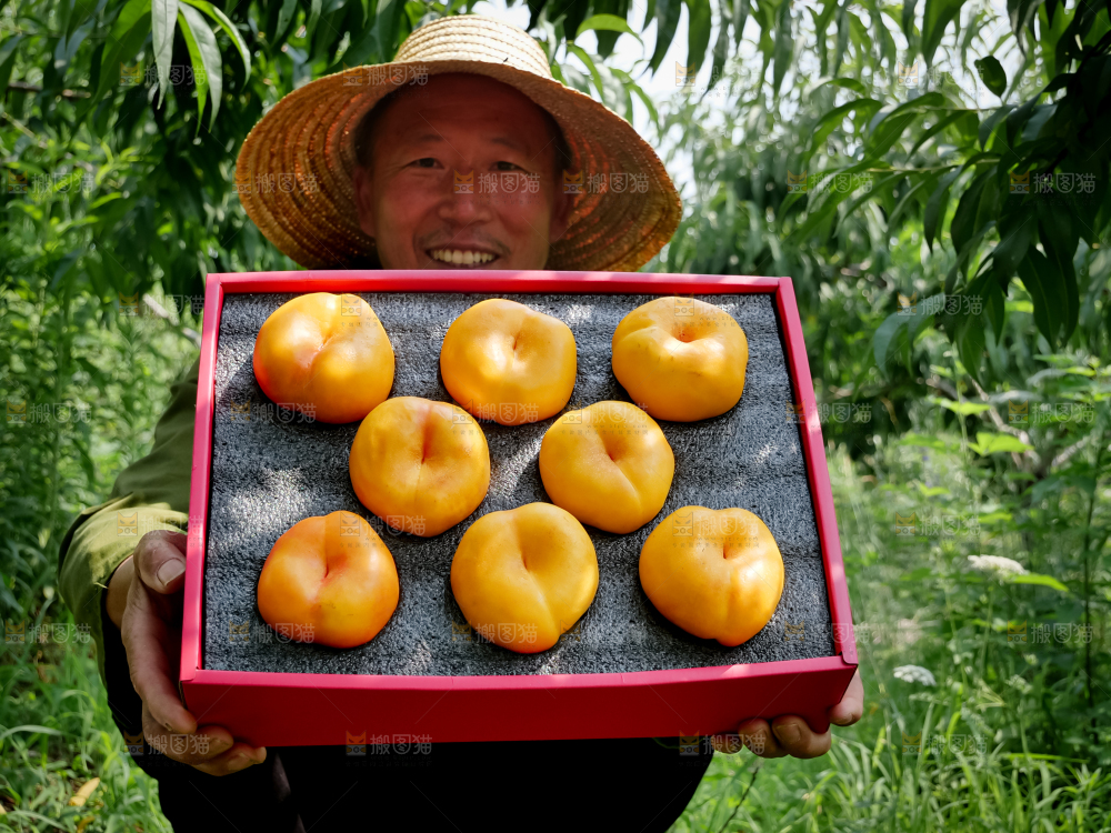 黄油蟠桃