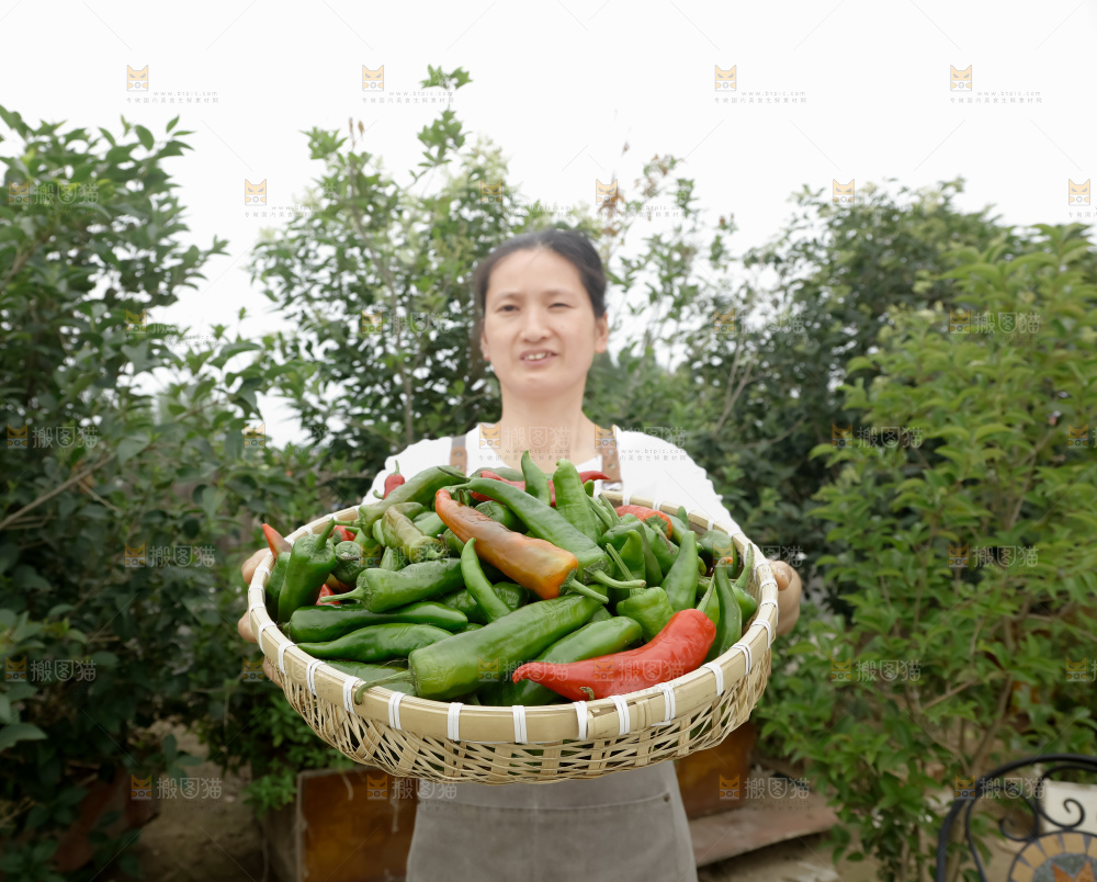青椒