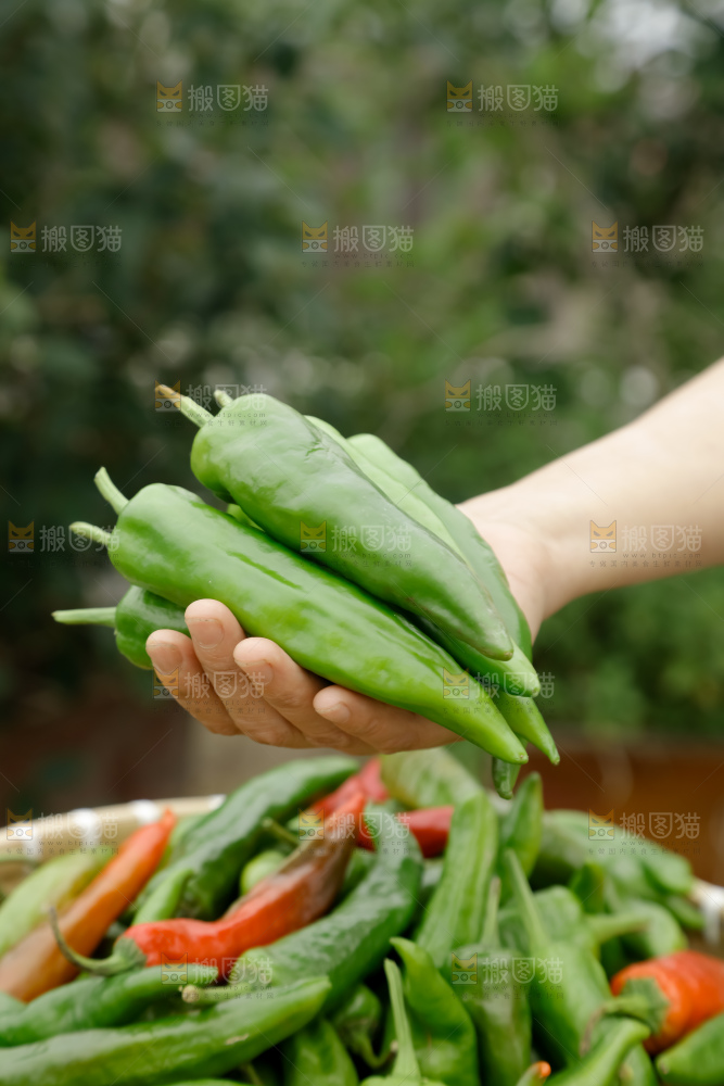 青椒