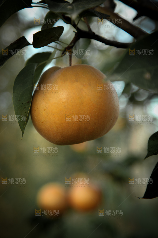 梨树