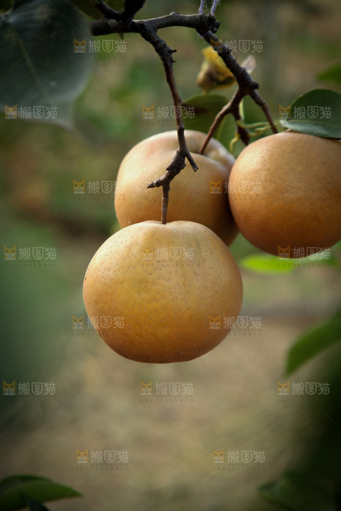 梨树