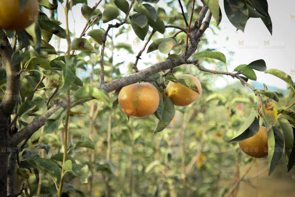 梨树