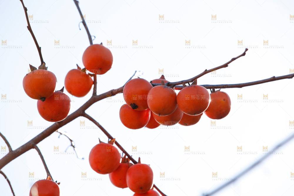 柿子树
