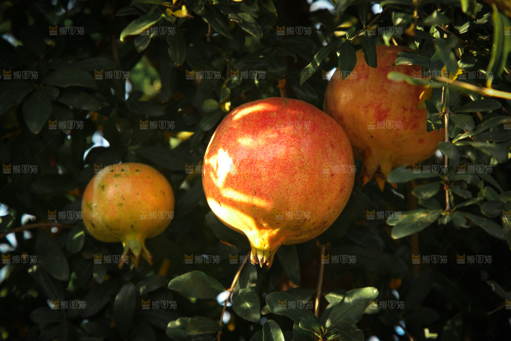 石榴树