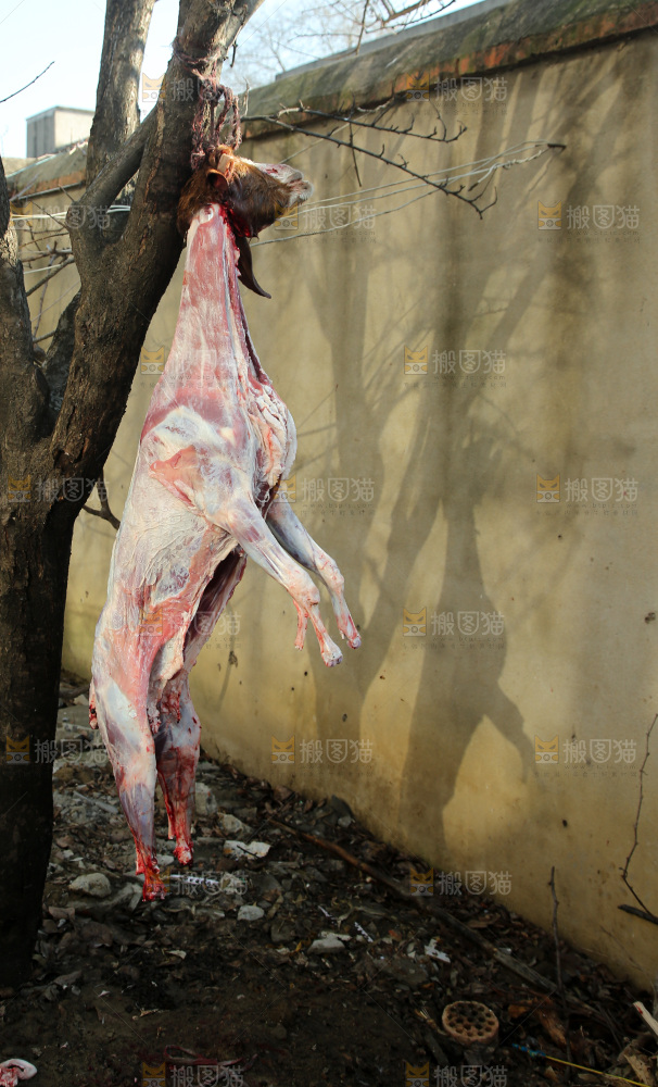 羊肉