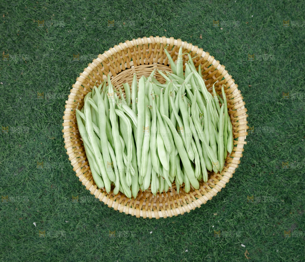 四季豆