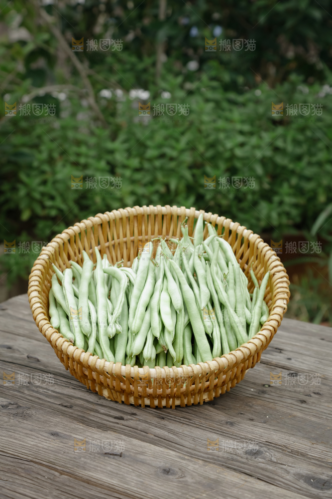 四季豆