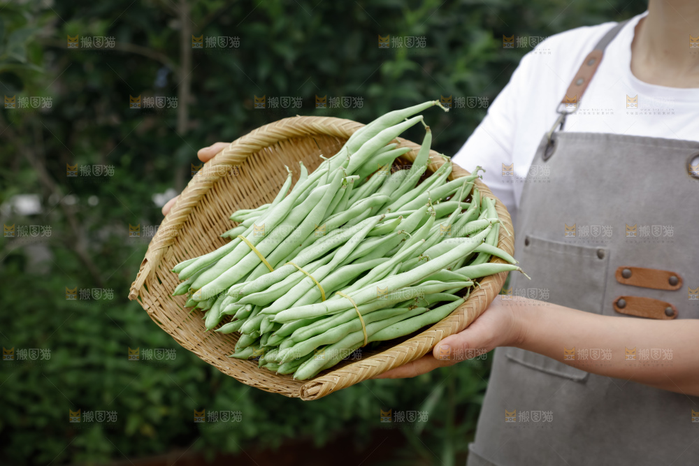 四季豆