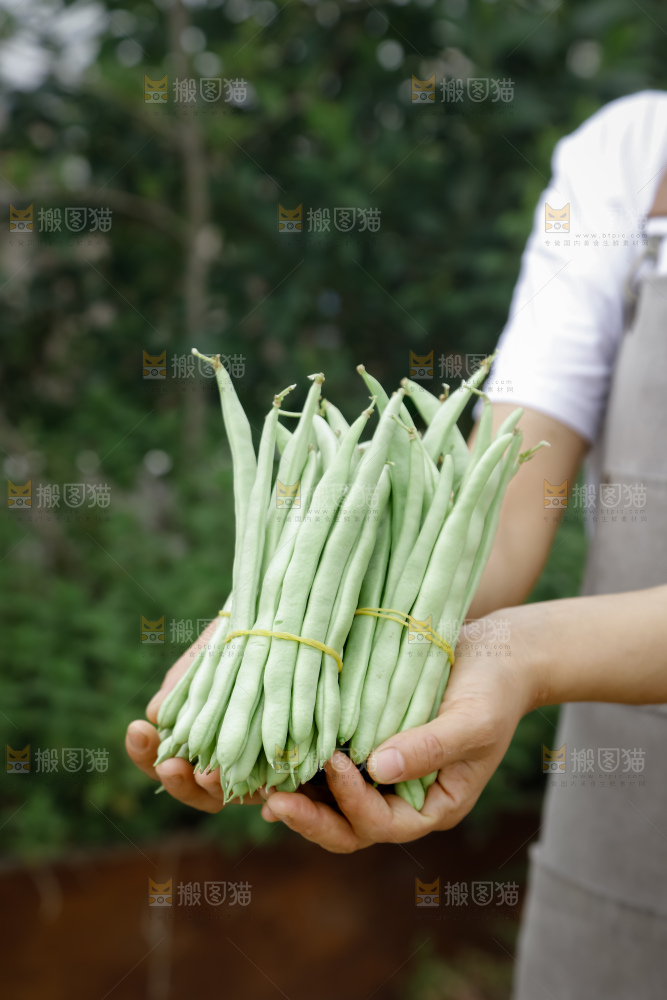 四季豆