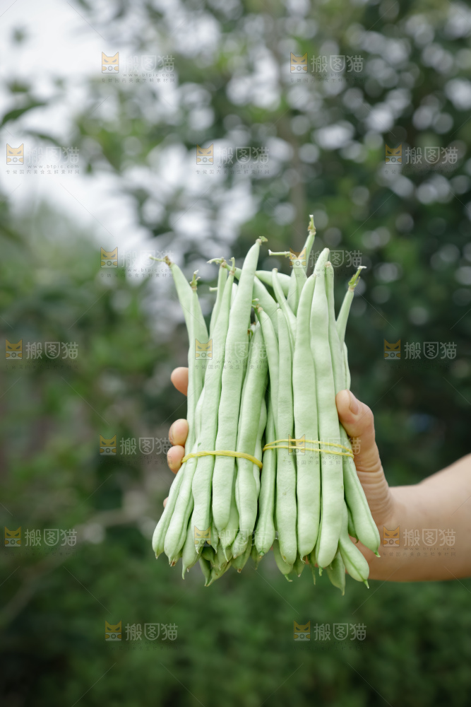 四季豆