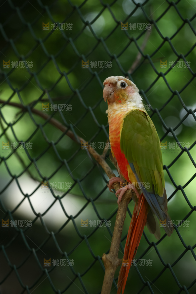 鹦鹉