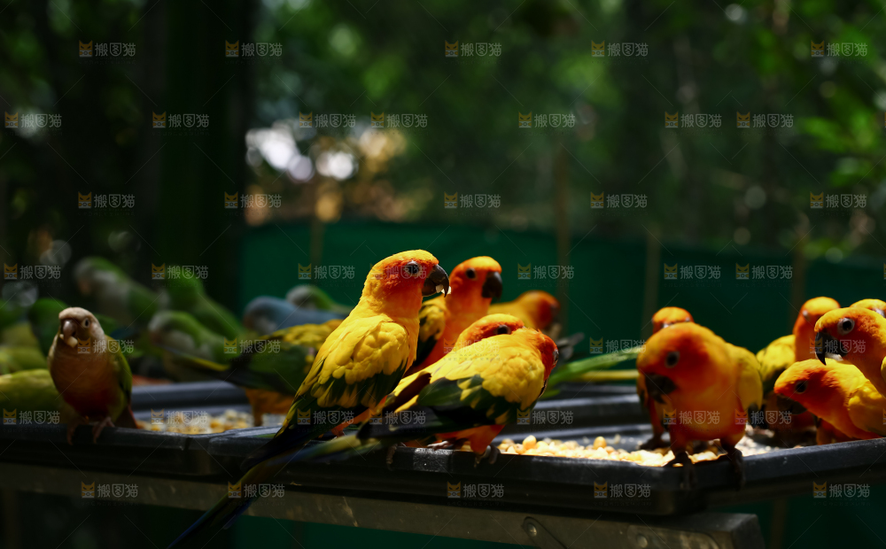 鹦鹉