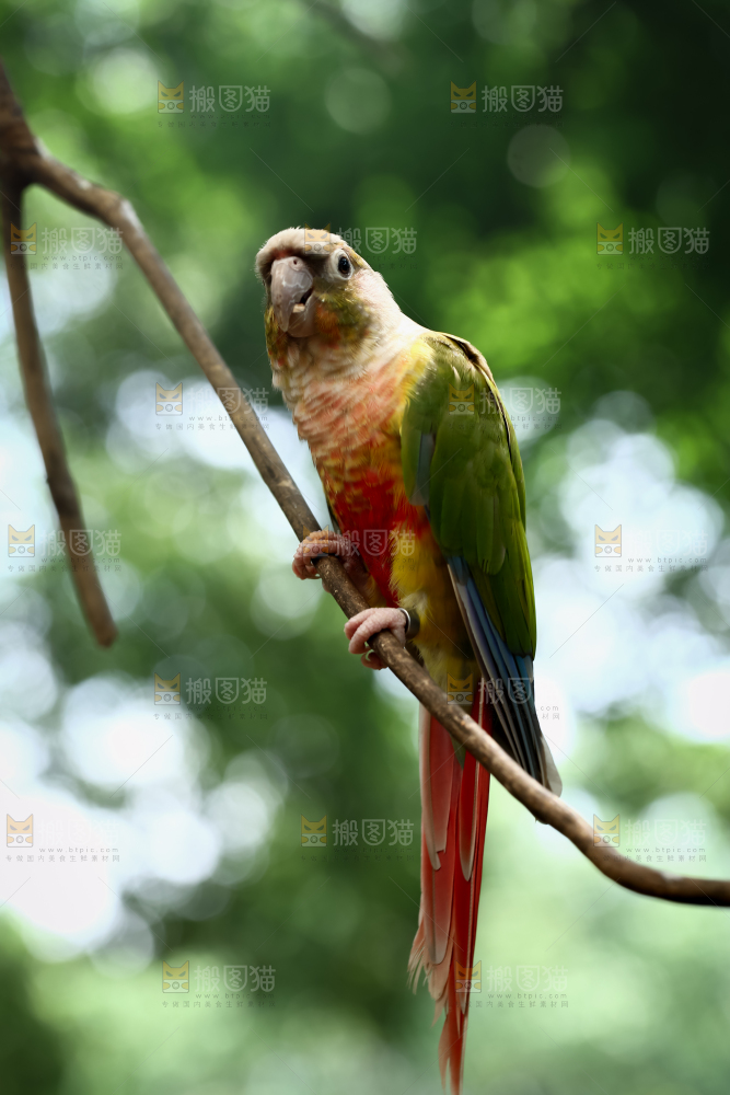 鹦鹉