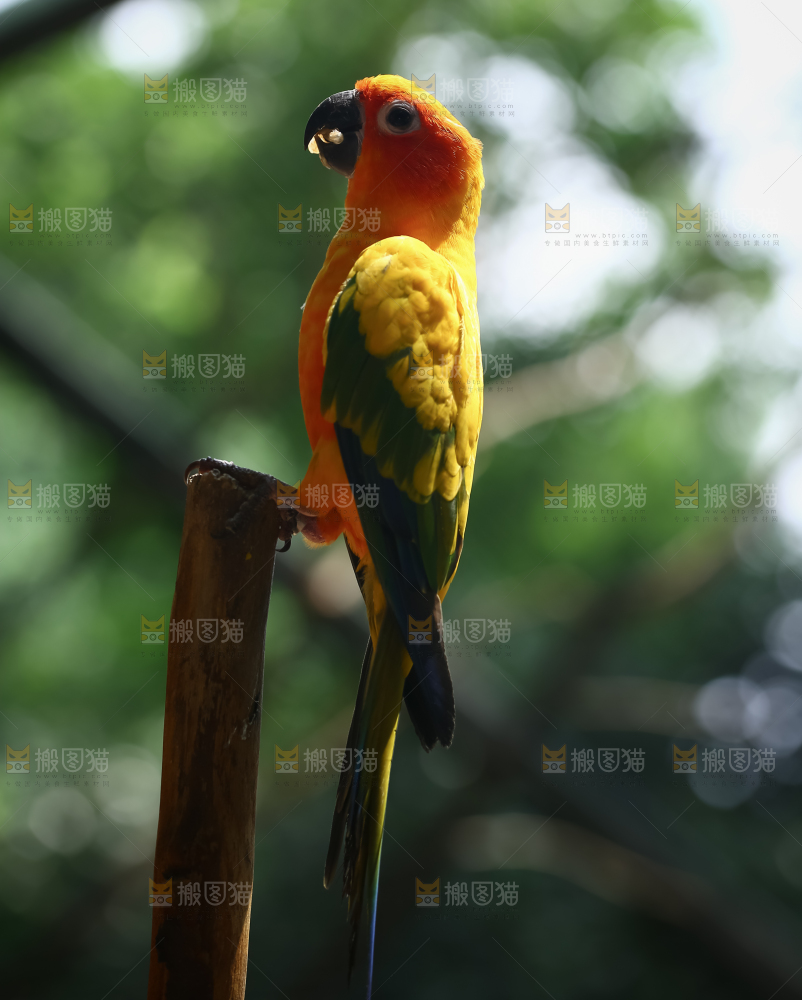 鹦鹉