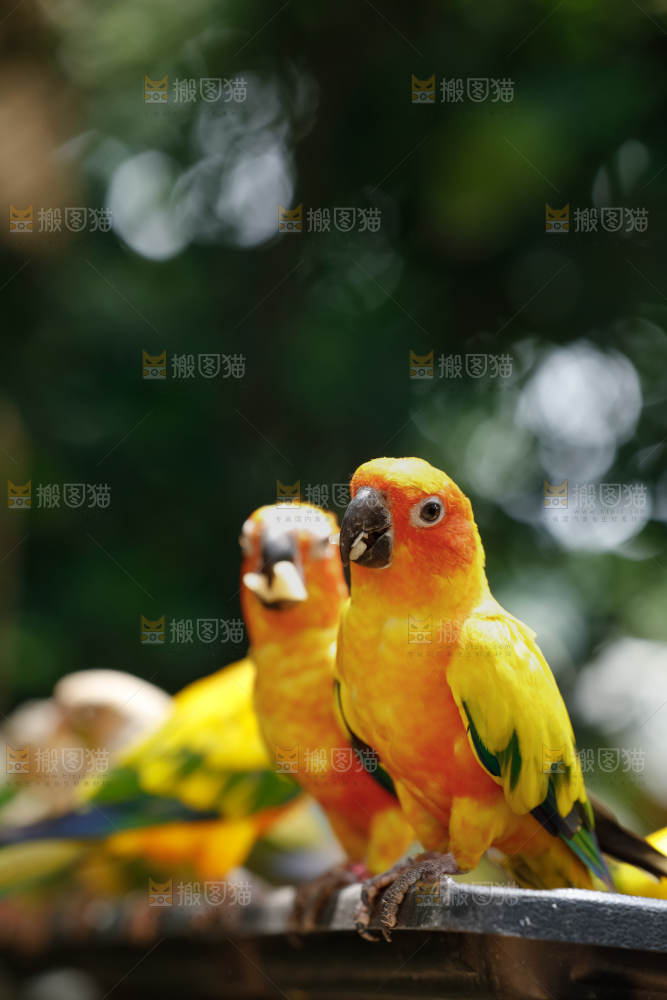 鹦鹉