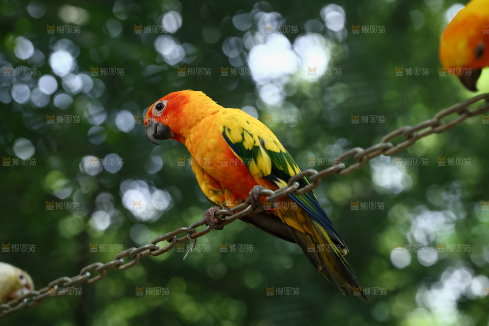 鹦鹉