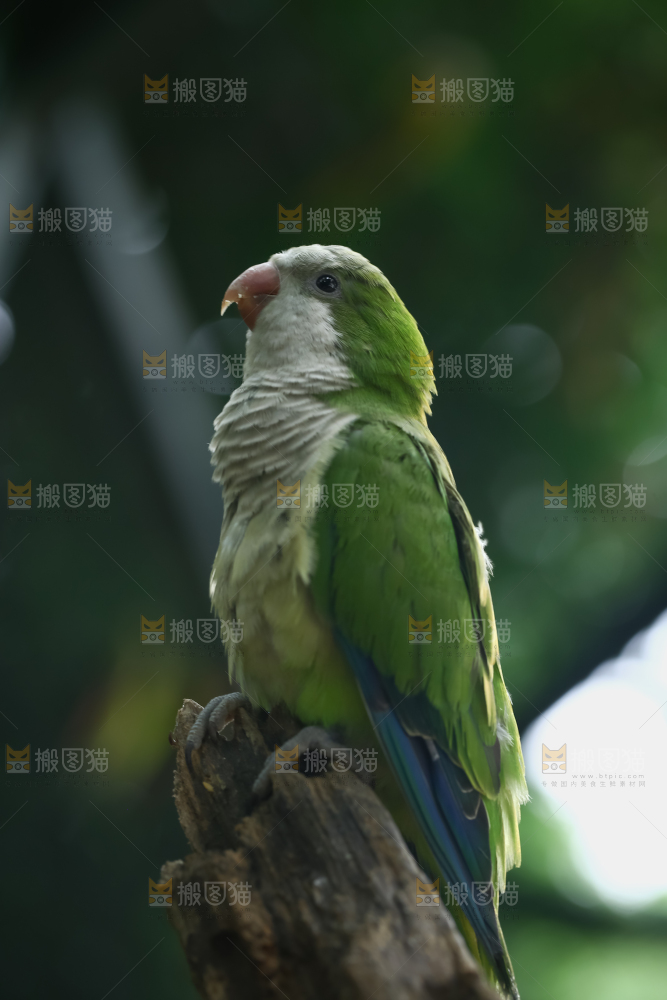 鹦鹉
