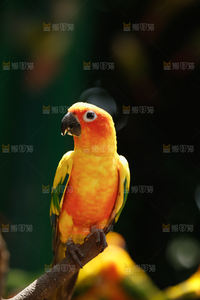 鹦鹉