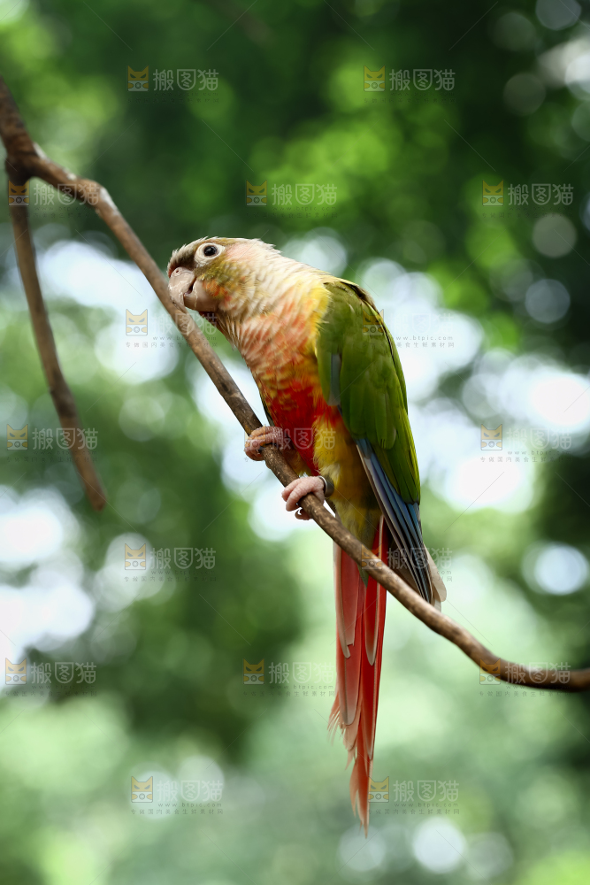 鹦鹉