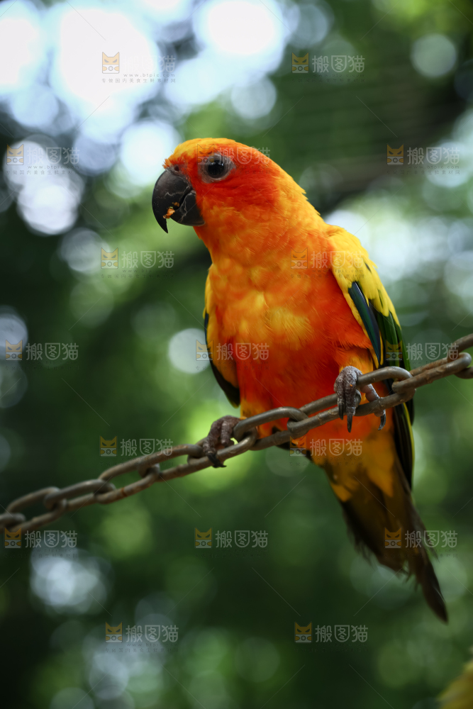 鹦鹉
