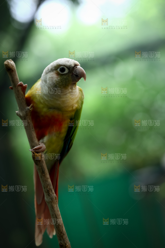 鹦鹉