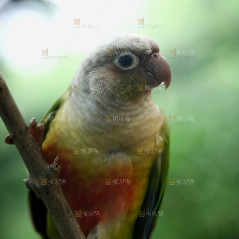 鹦鹉