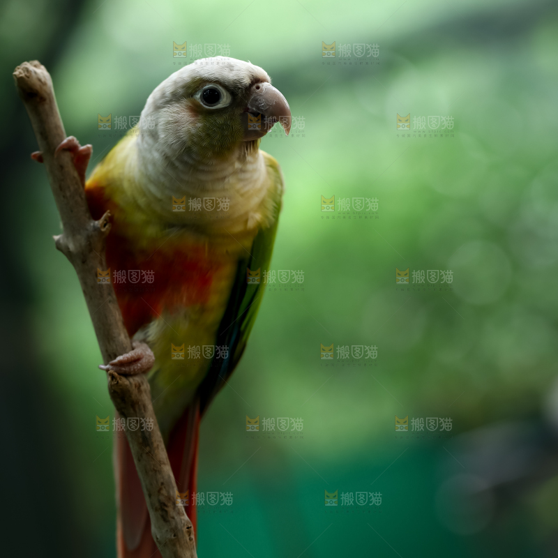 鹦鹉