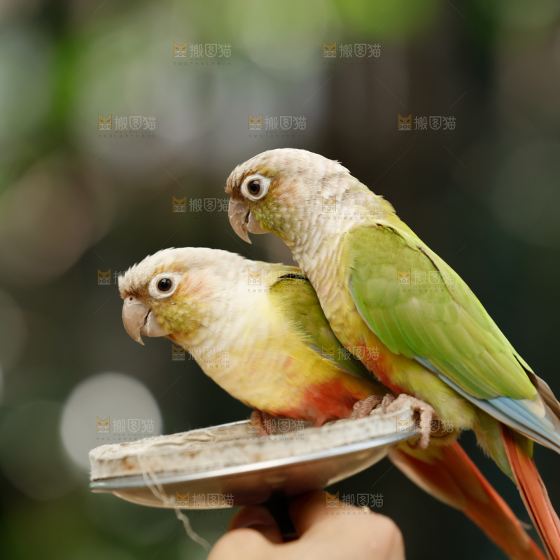 鹦鹉