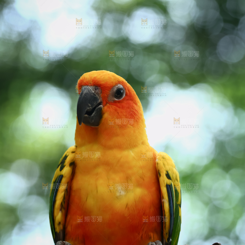 鹦鹉