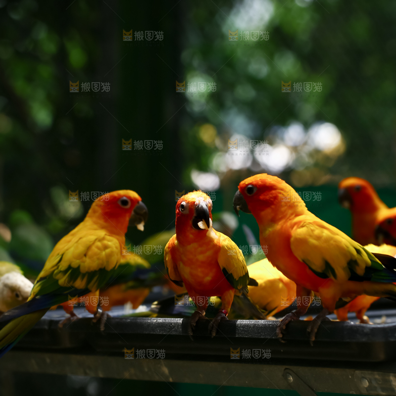 鹦鹉