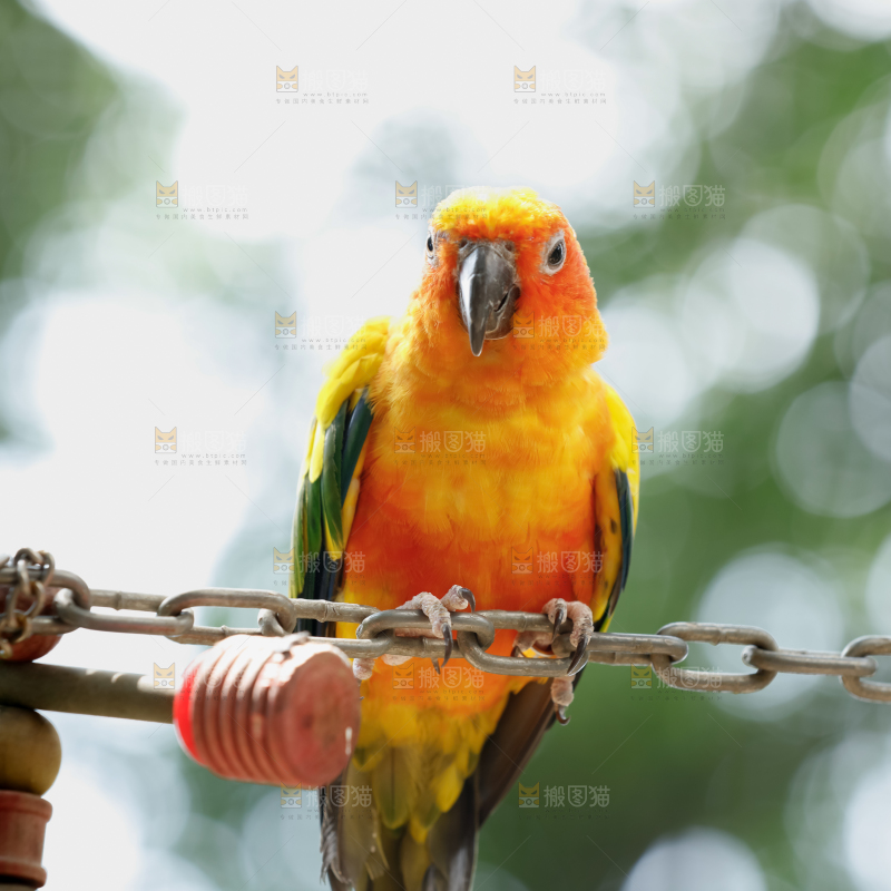 鹦鹉