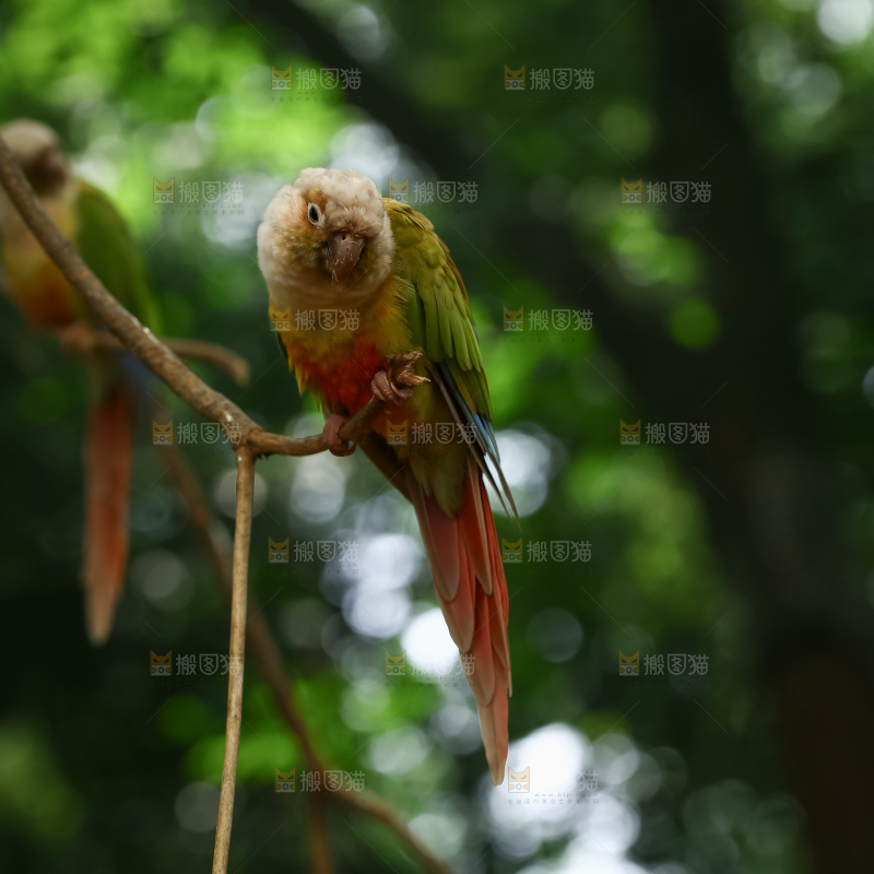 鹦鹉