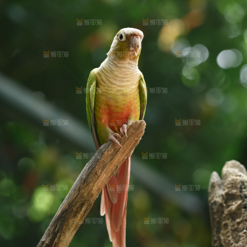 鹦鹉