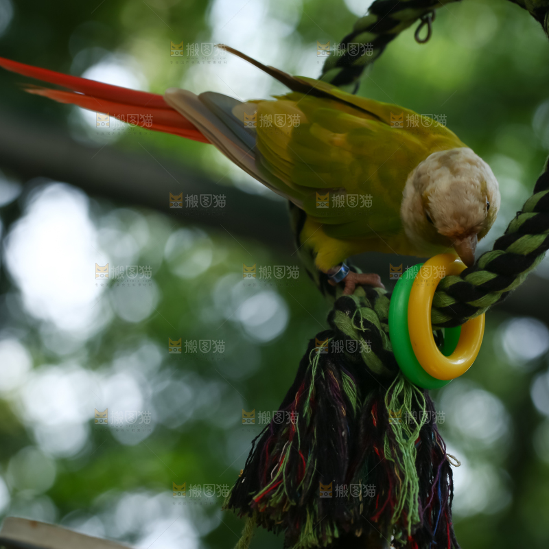 鹦鹉