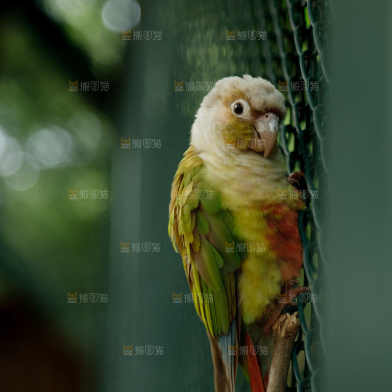 鹦鹉