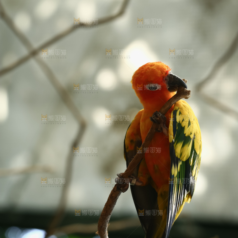 鹦鹉