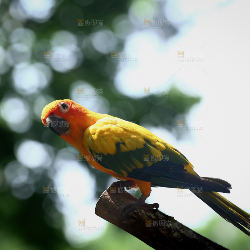 鹦鹉