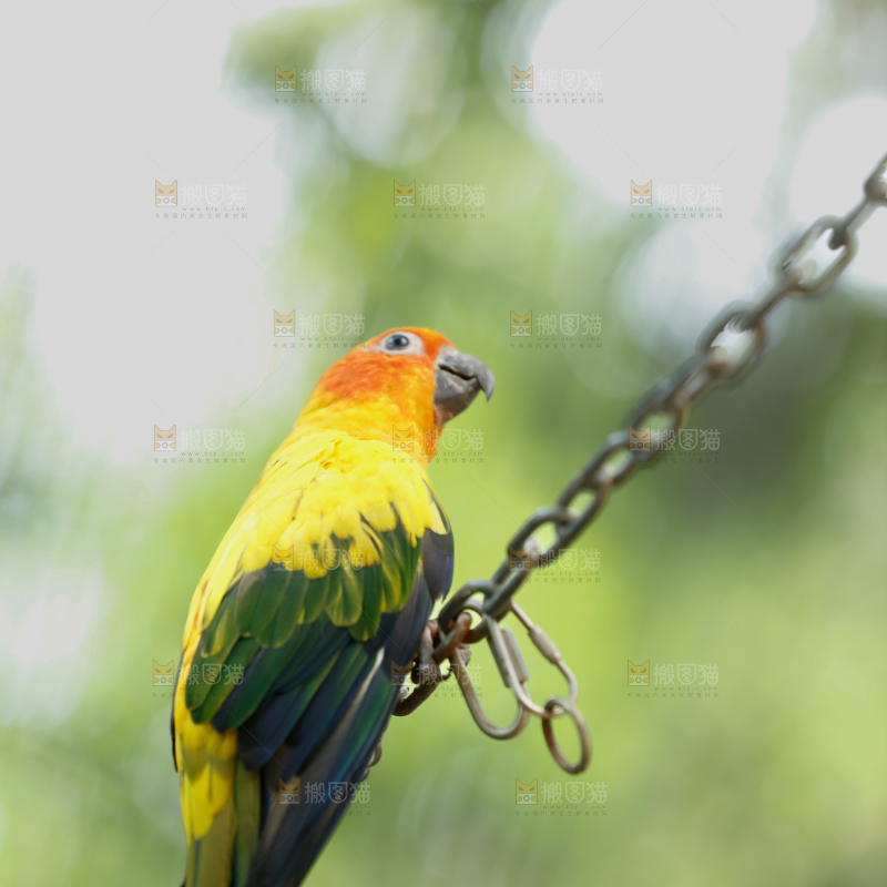 鹦鹉