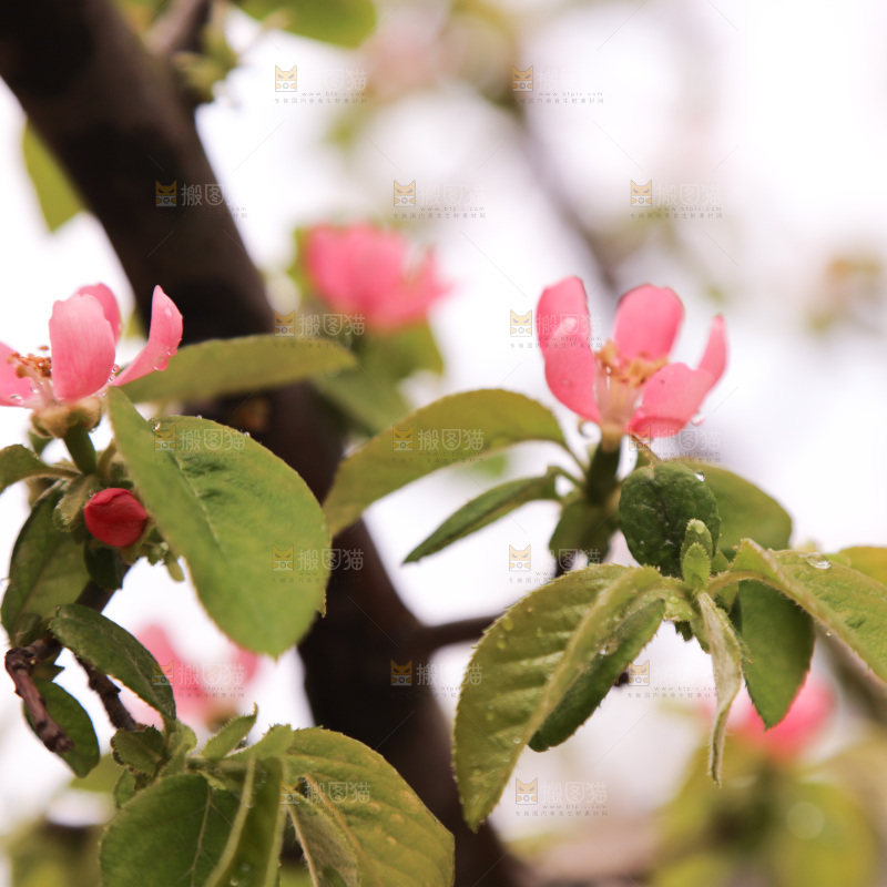 鲜花