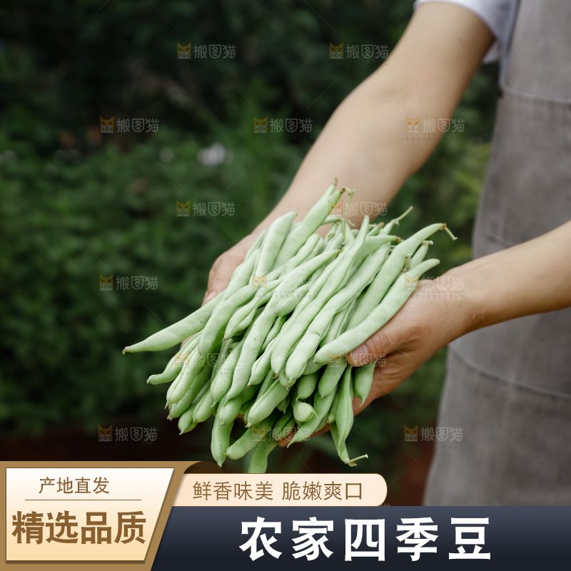 四季豆