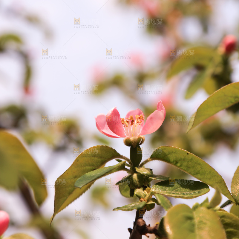鲜花