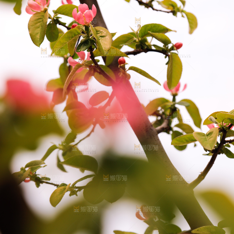 鲜花