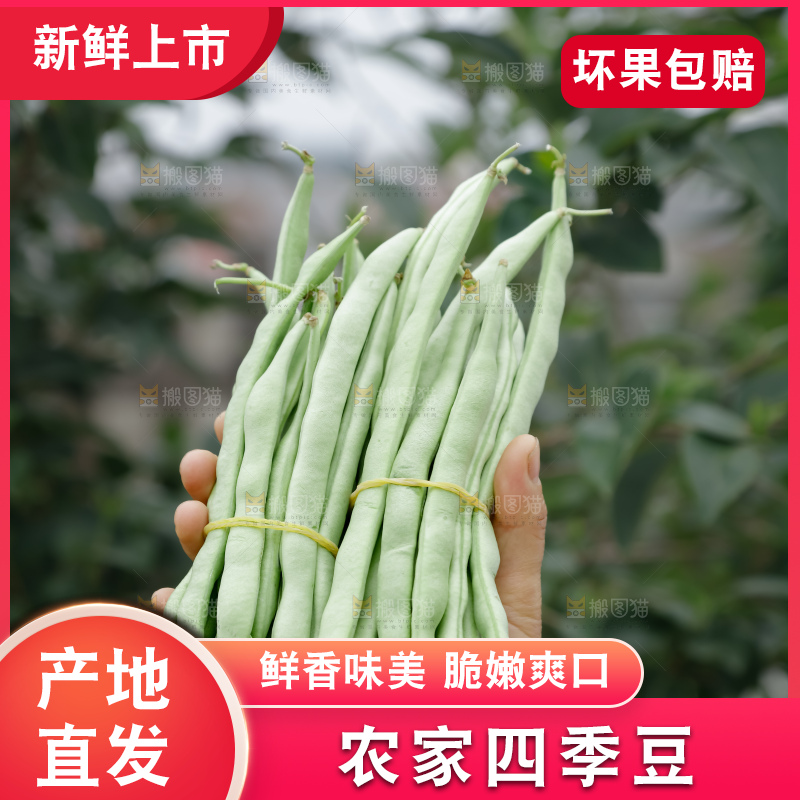 四季豆