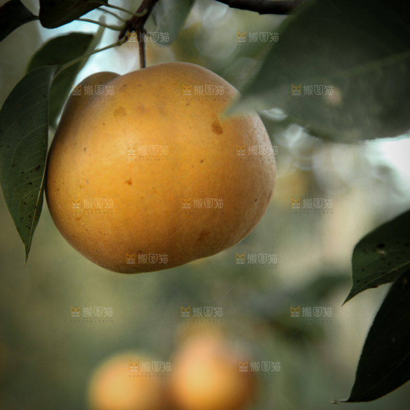 梨树