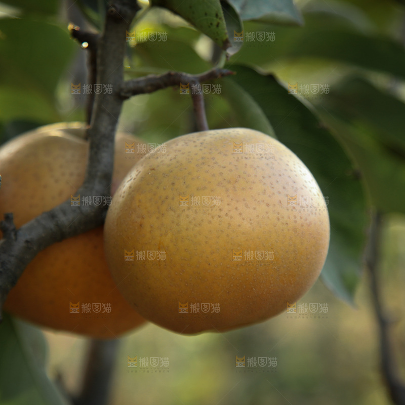 梨树