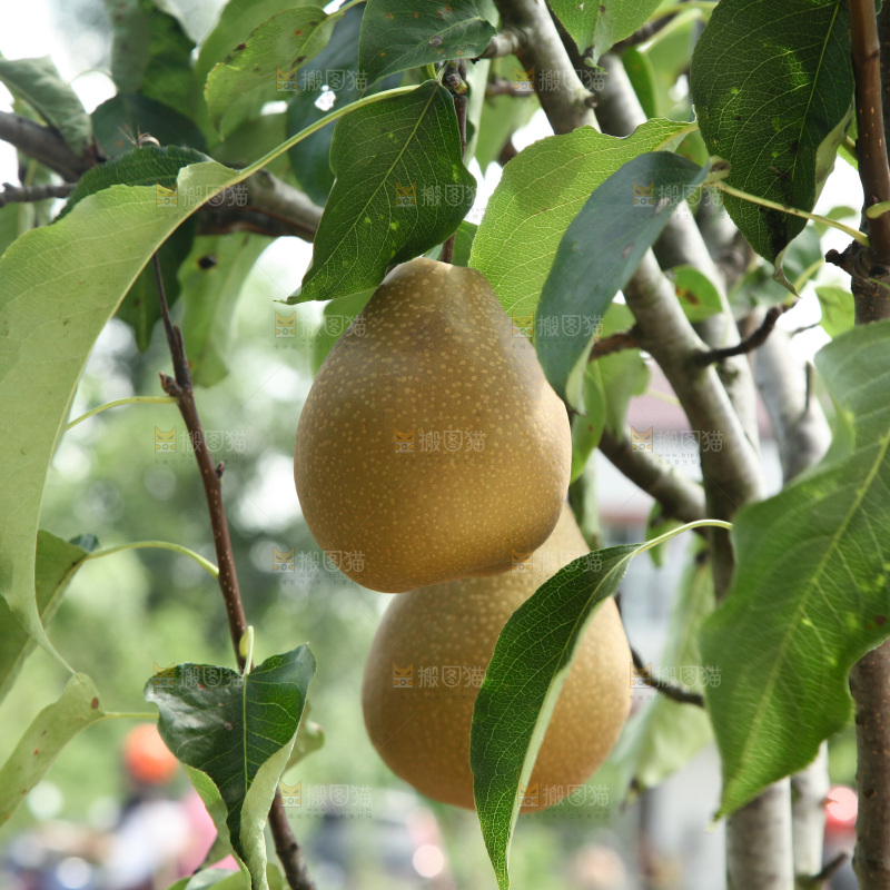 梨树